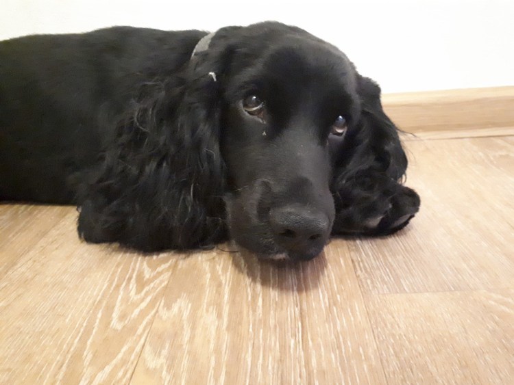 Щенок русского охотничьего спаниеля 2 месяца