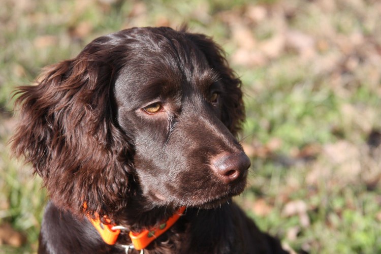 Испанский спаниель черный