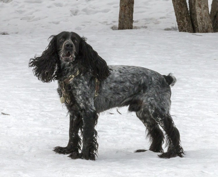 Русский спаниель с некупированным хвостом