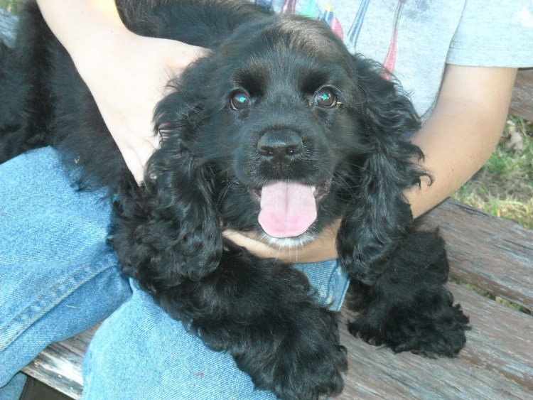 Спаниель с поднятыми ушами