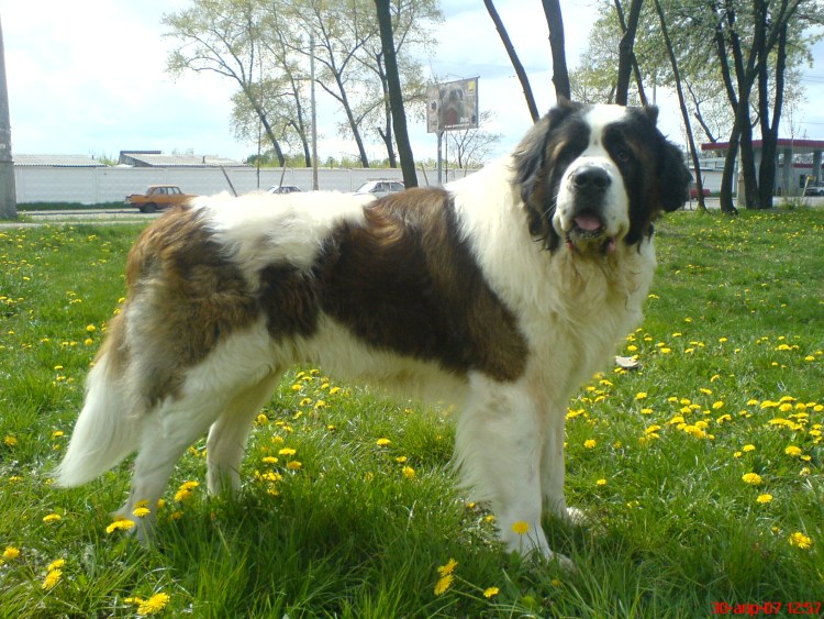 Порода собак Королевский дог