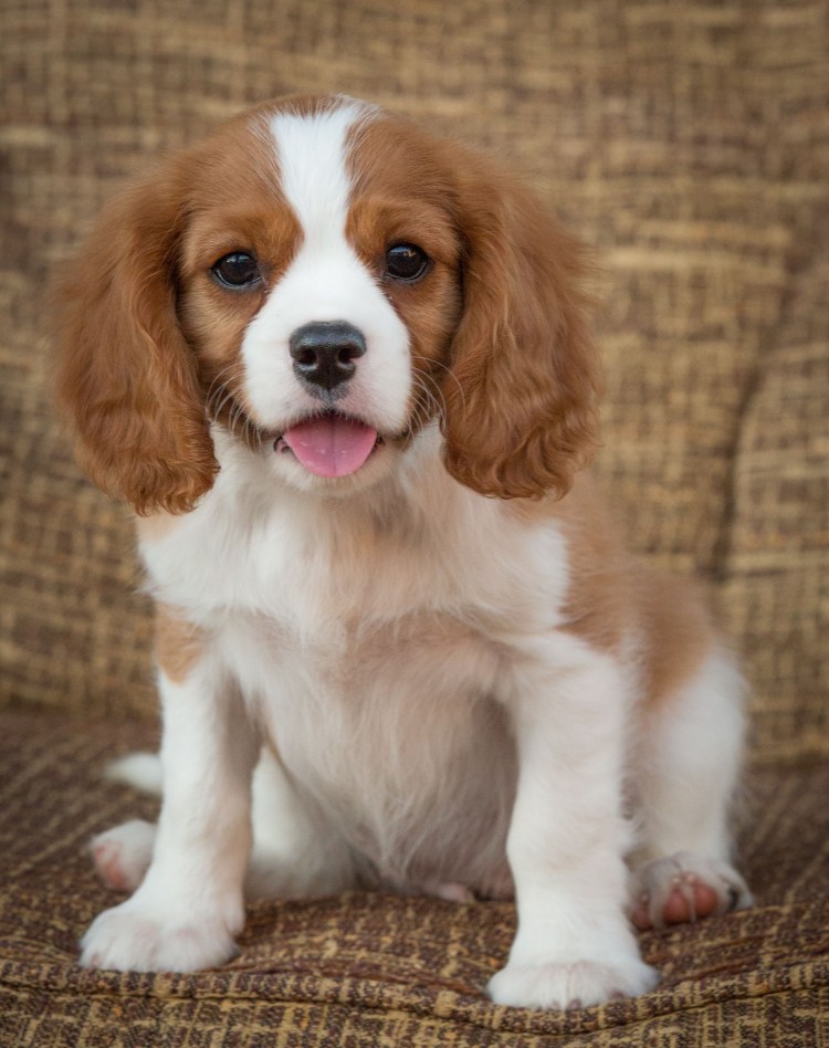 Great Dane собака