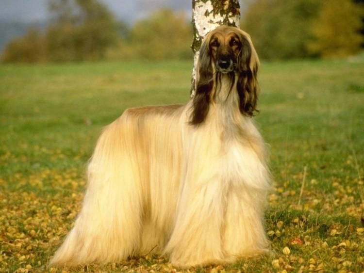 Стаффордширский бультерьер