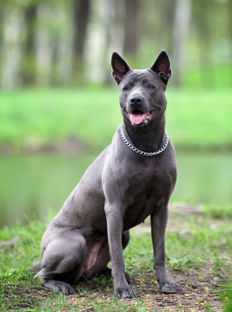 Королевский немецкий дог