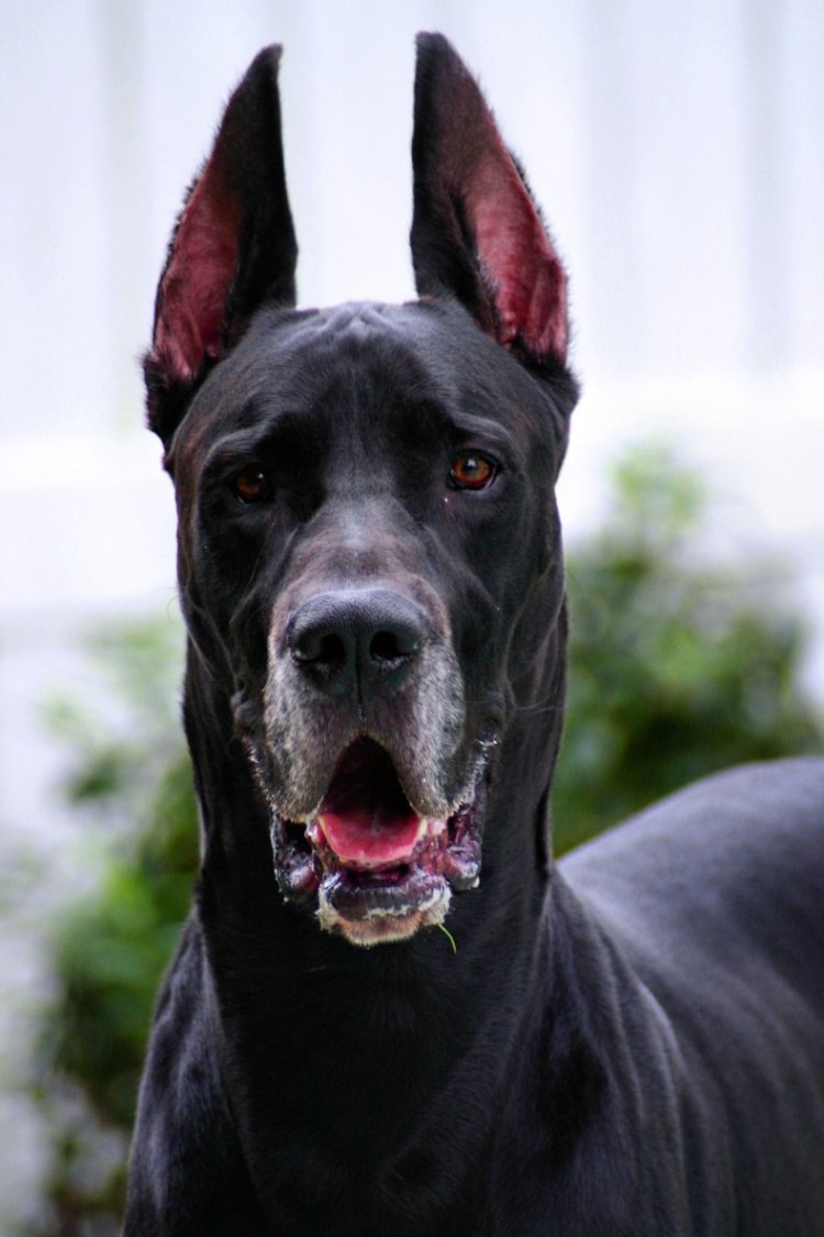 Индийский лабрадор собака