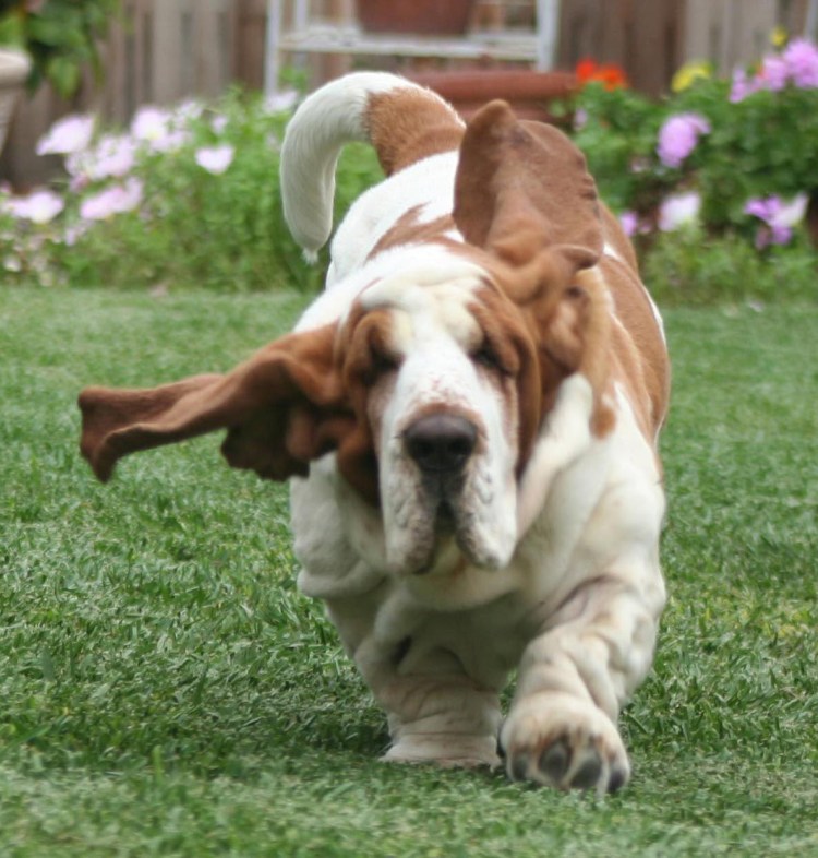 Английский Королевский дог