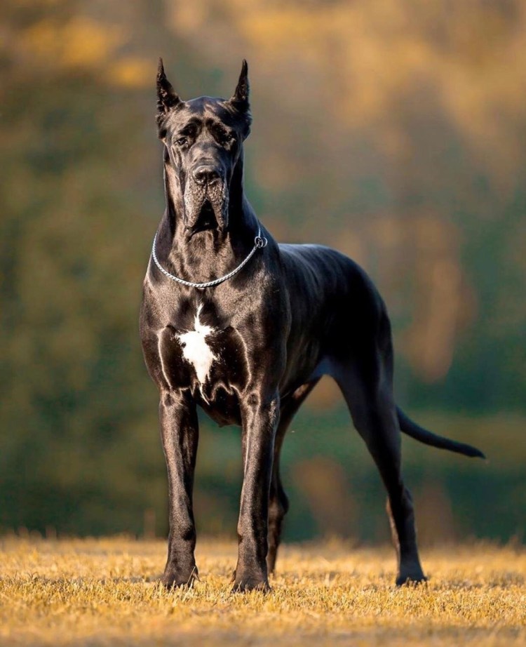 Great Dane