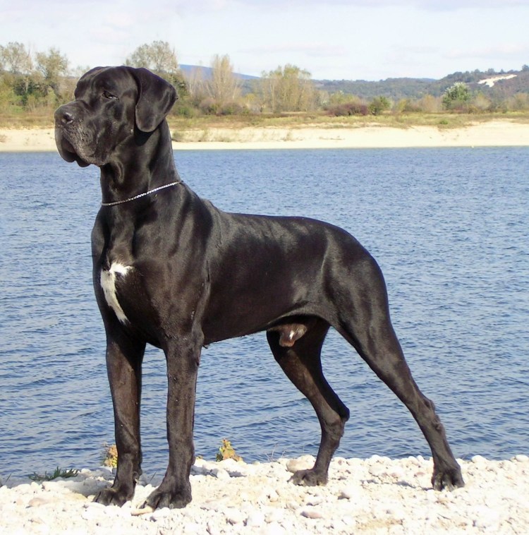 Леонбергер и тибетский мастиф