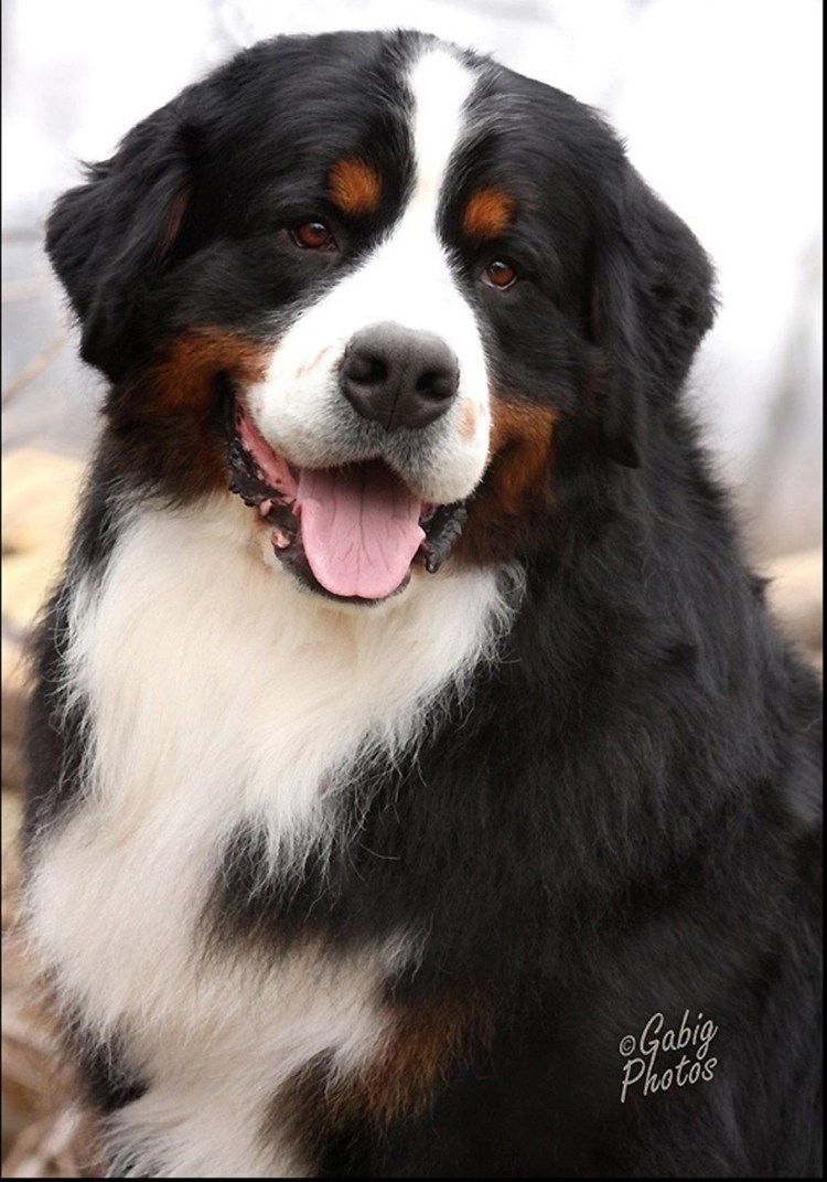 Датский дог Королевский