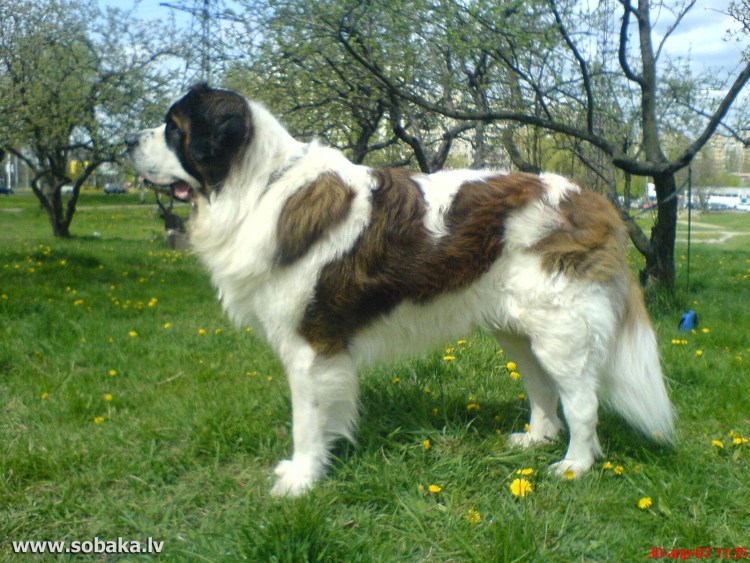 Кавказский отец - порода. Мать дог