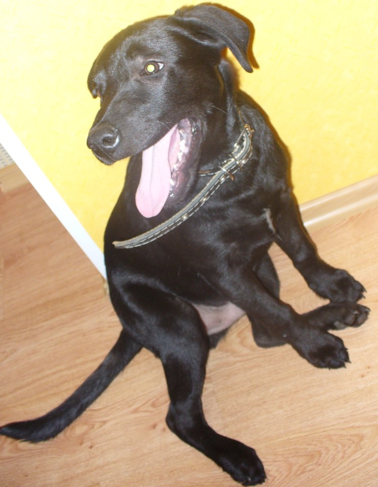 Королевский немецкий дог