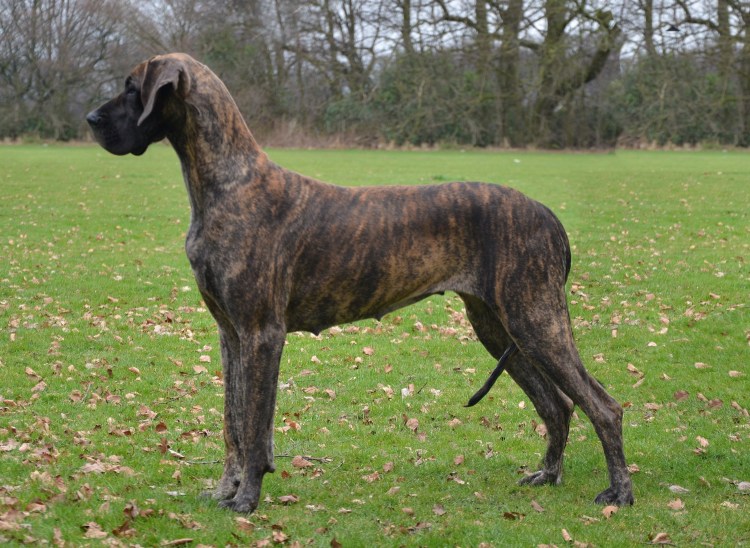 Это кавалер Кинг Чарльз спаниель и это кавалер