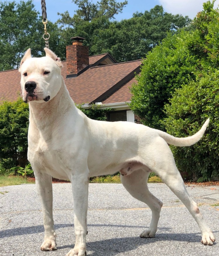 Аргентинский дог, мастиф