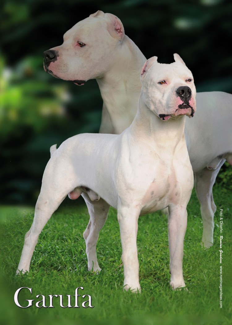 Канарский дог некупированный