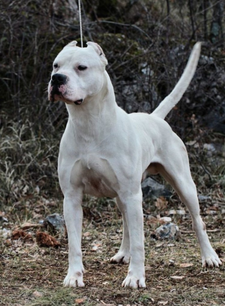 Аргентинский дог белый