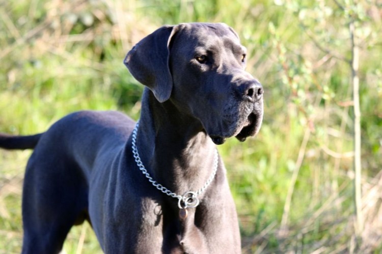 Порода собак аргентинский дог