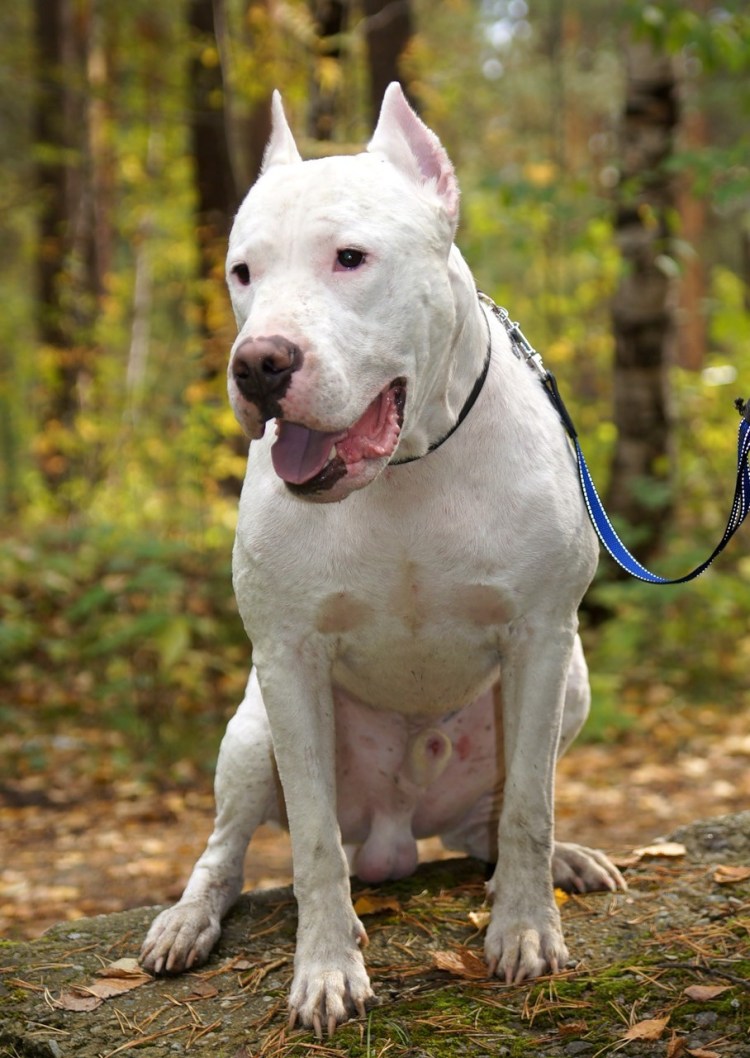 Собака аргентинский дог