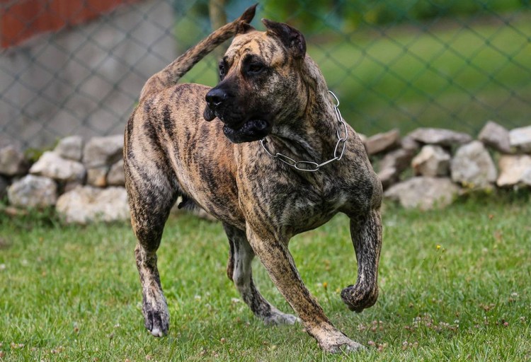 Гончая собака черная