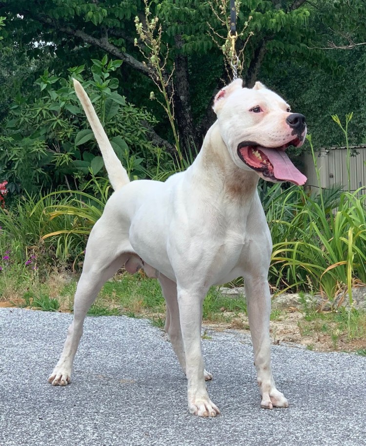 Аргентинский мастиф