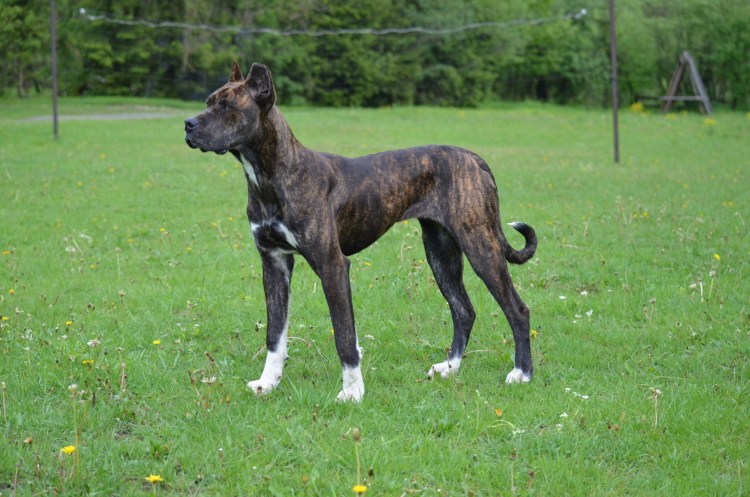 Порода собаки начинается на би похожа на дога