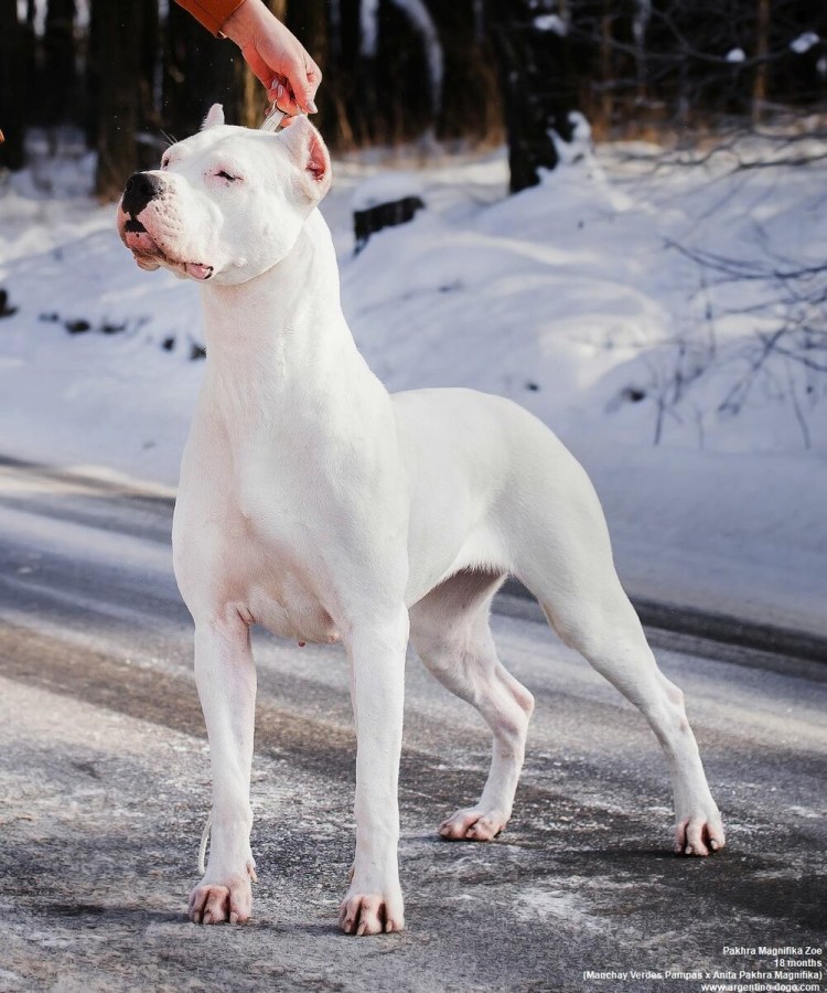 Аргентинский дог белый