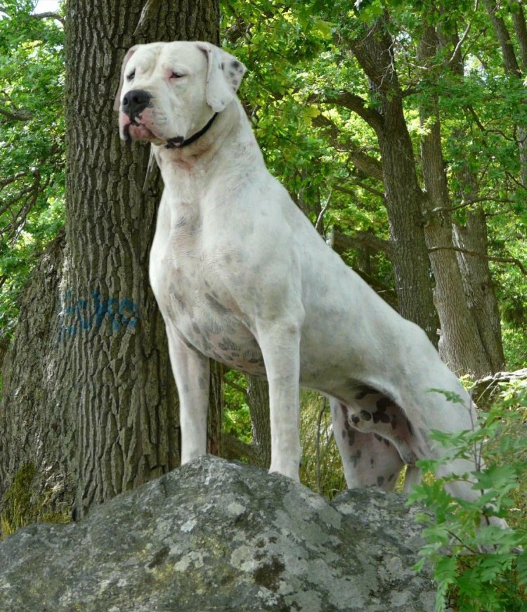 Аргентинский мастиф