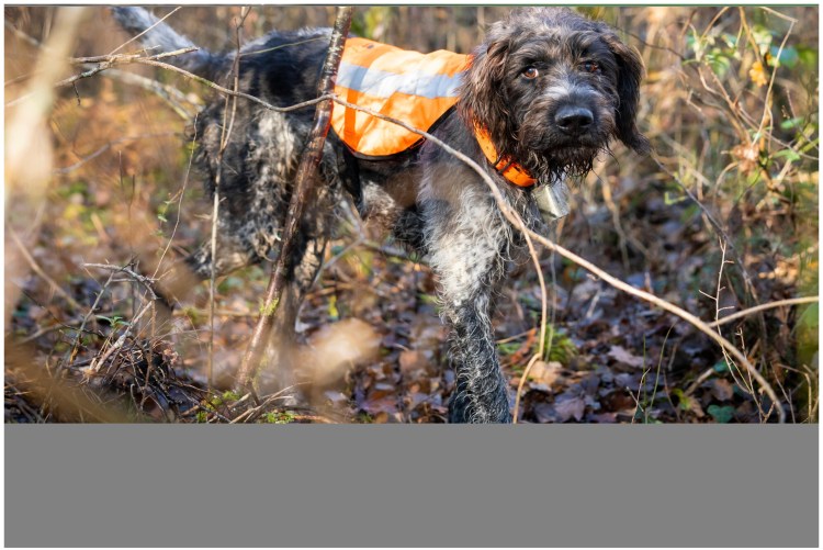 Жилет для охотничьей собаки Supertrack SOLOGNAC