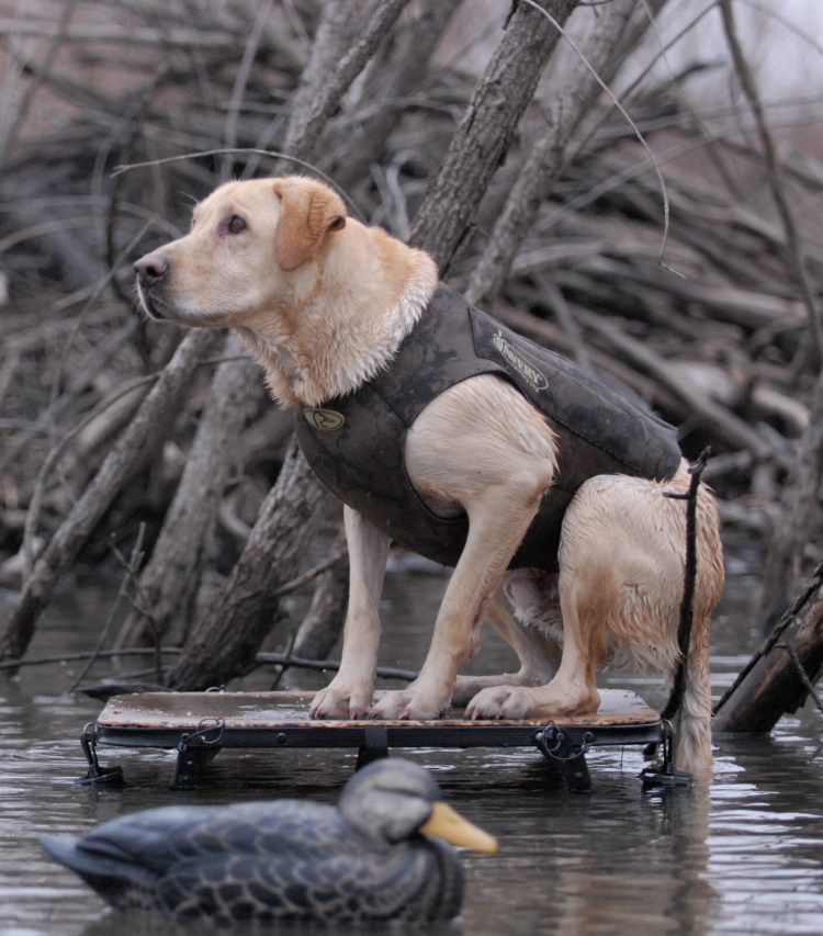 Неопреновый жилет Avery Boater's Dog Parka, 5mm