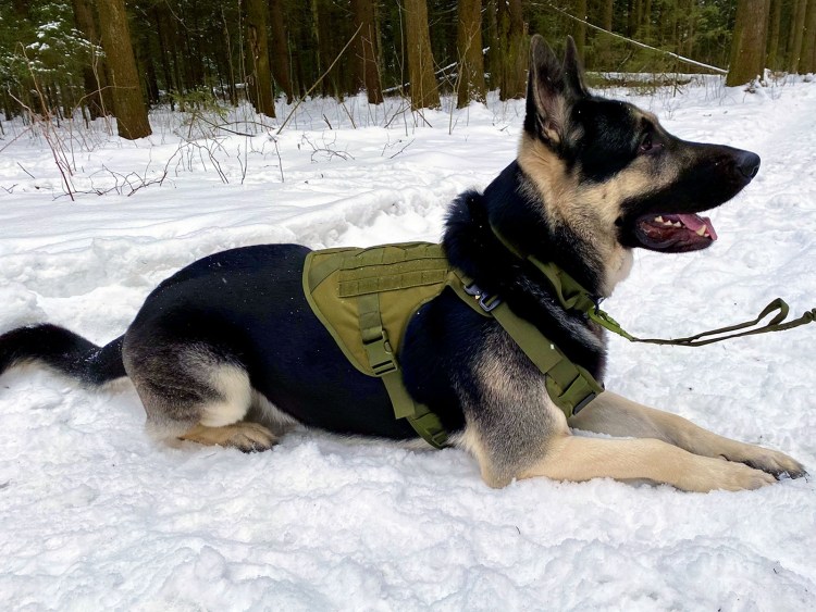 Неопреновый жилет для охотничьих собак