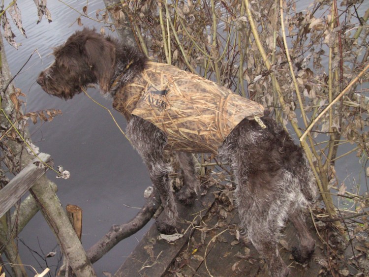 Бронежилет для собак