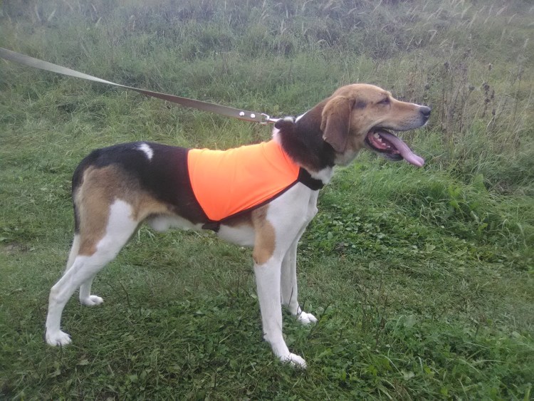 Одежда для охотничьих собак