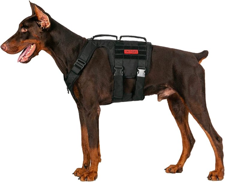 Доберман в тактическом жилете