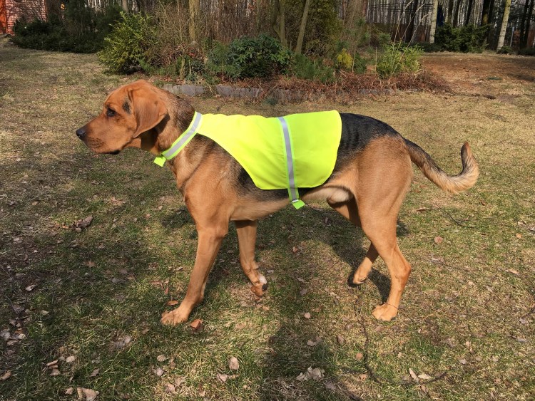 Сигнальный жилет для собаки