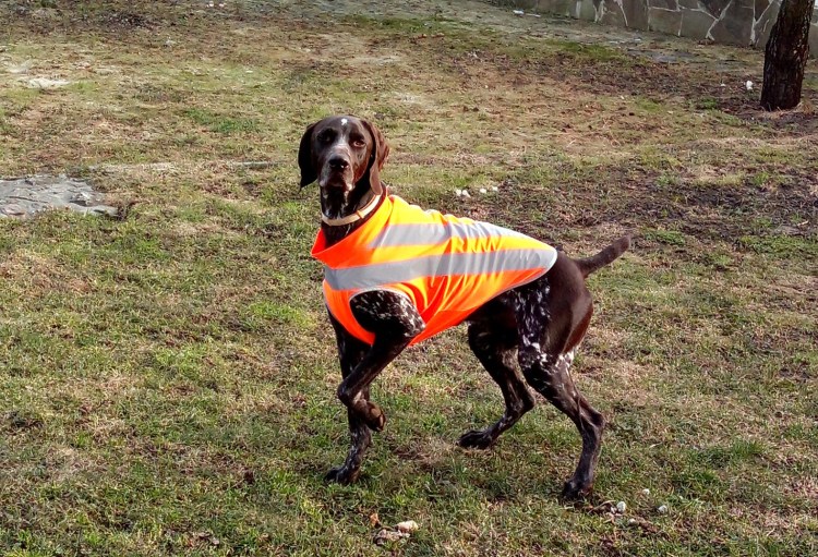Сигнальный жилет для охотничьей собаки