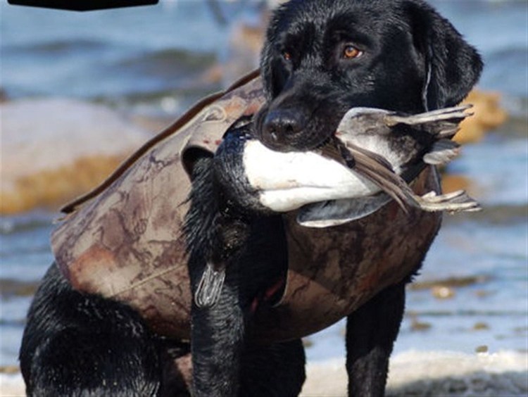 Неопреновый жилет для охотничьих собак Курцхаар