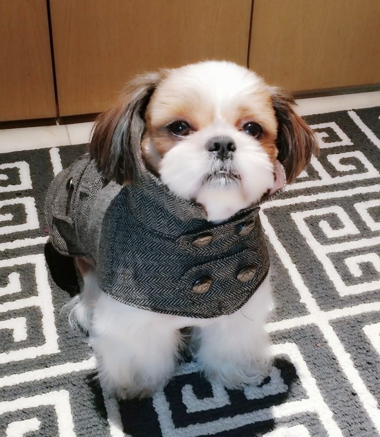 Стрижки ши тцу для мальчиков