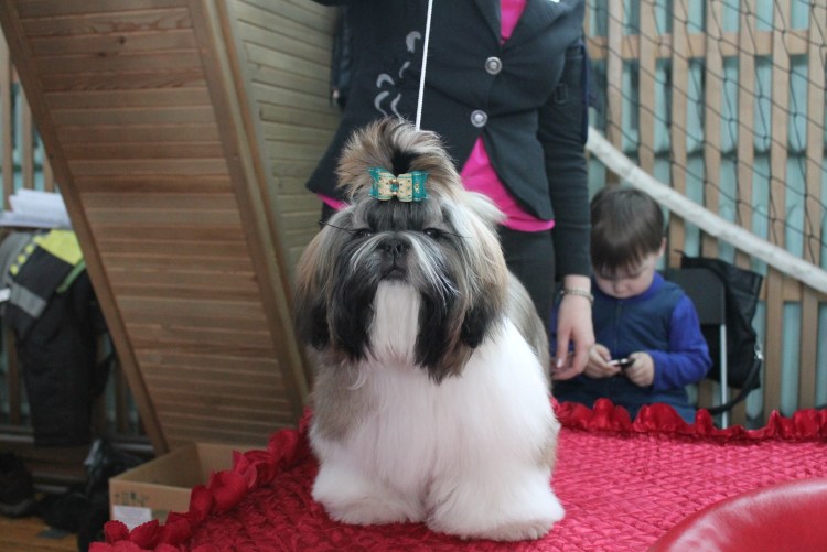 Стрижка ши тцу под щенка