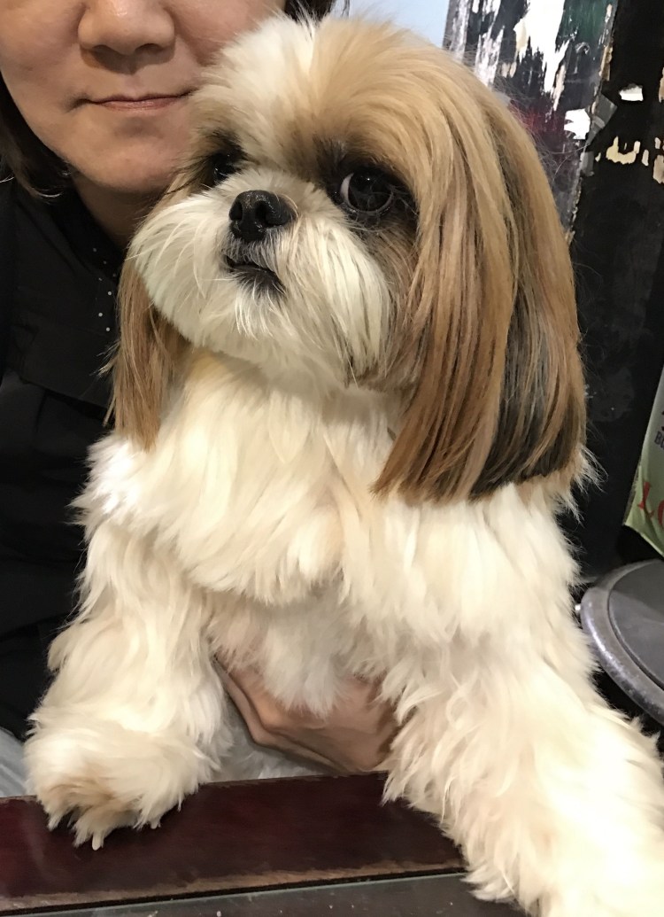 Стрижка собак в Майкопе