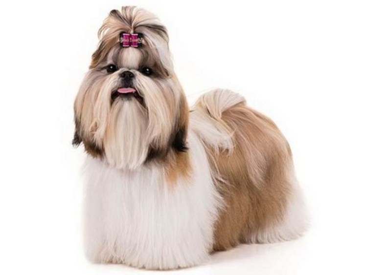 Корейская стрижка ши-тцу