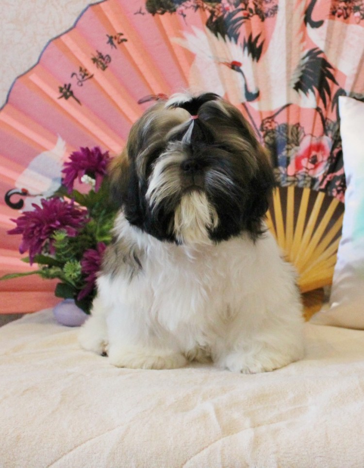 Стрижки ши тцу для мальчиков