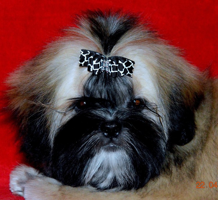 Ши тцу стрижки