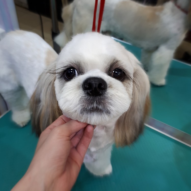 Стрижки для собак породы ши тцу