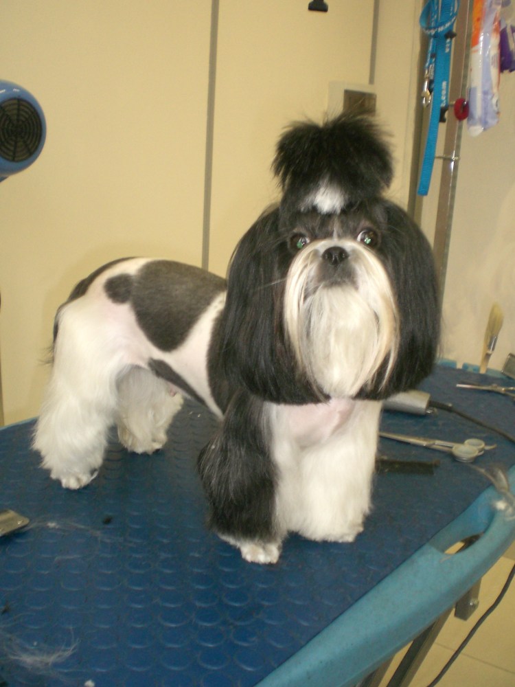 Корейская стрижка ши-тцу