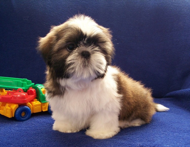 Ши-тцу собака груминг