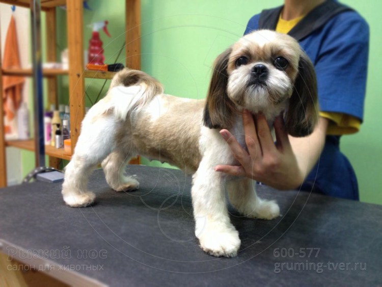 Грумминг ши тцу