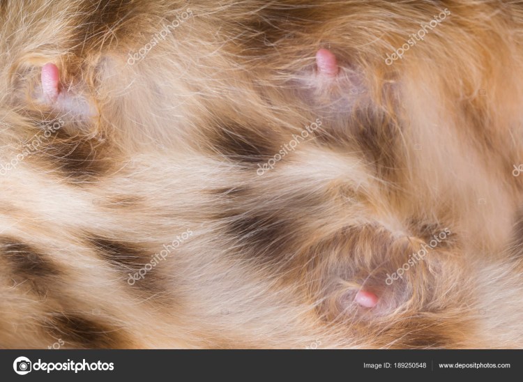 Собака с маленьким носом