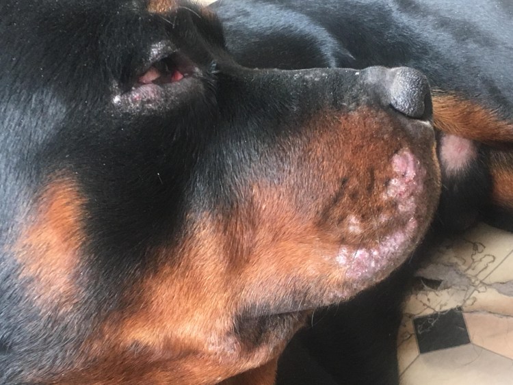 У собаки образовался узел