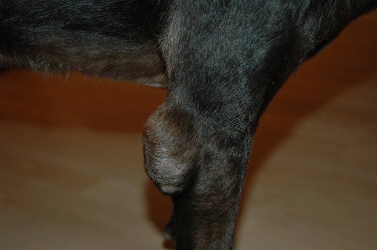 Демодекс у собак на животе