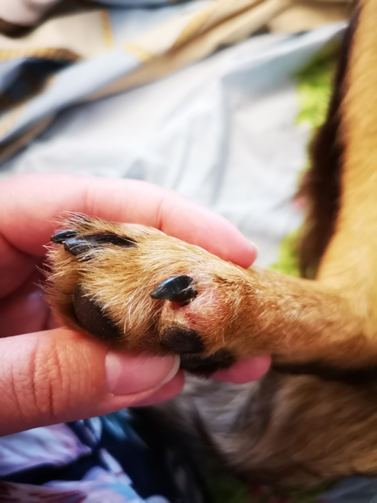 Опухоль молочных желез у собаки