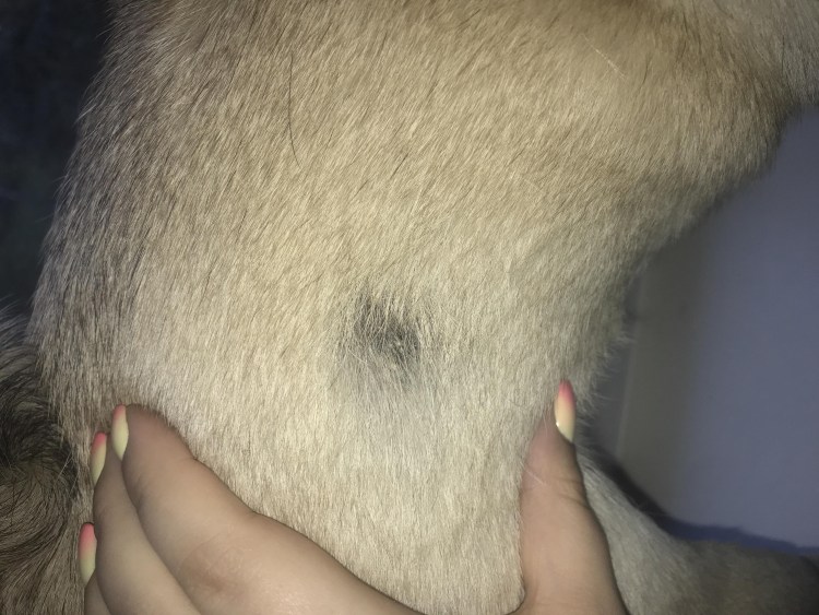 Отодектоза (ушной чесотки) у собак